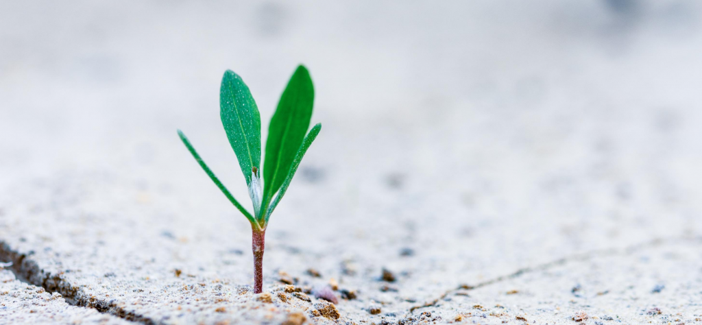 Commit Your Business To A Larger Purpose And Watch It Grow!