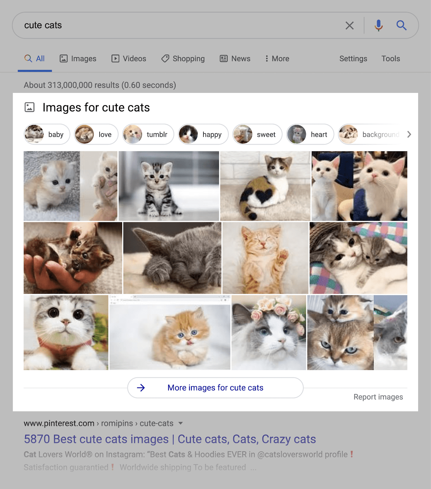 images of cute cats